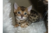 TICA Registered Bengal Kittens